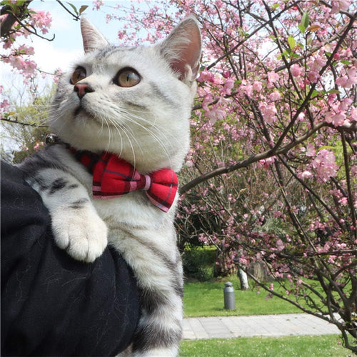 Cat Collar with Bow Tie – Breakaway Plaid with Bell, 2-Pack Adjustable 6.8-10.8" (Red & Blue)