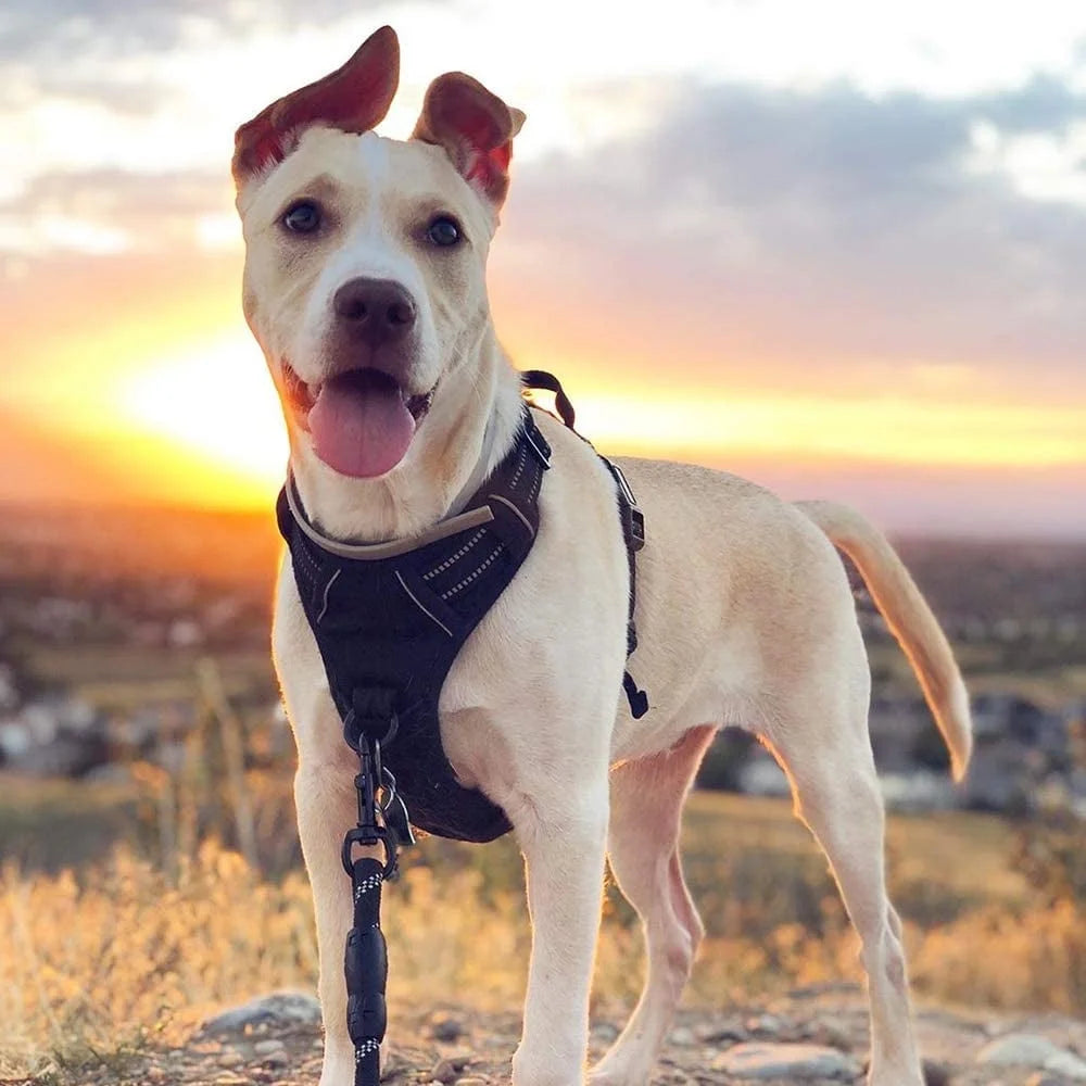 No Pull Harness for Large Dogs – Adjustable, Reflective & Padded Vest