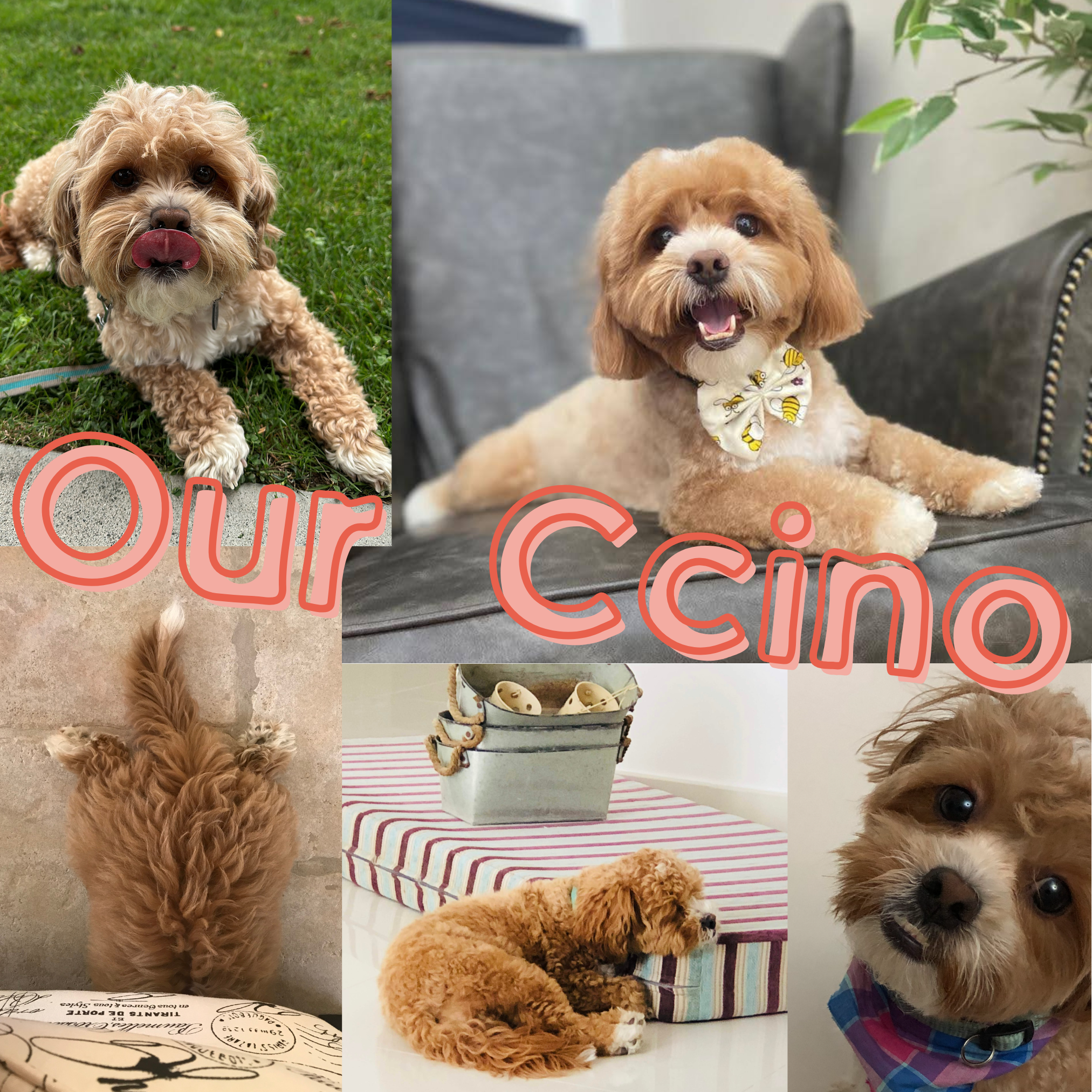Ccino, the Nurture Bound family dog