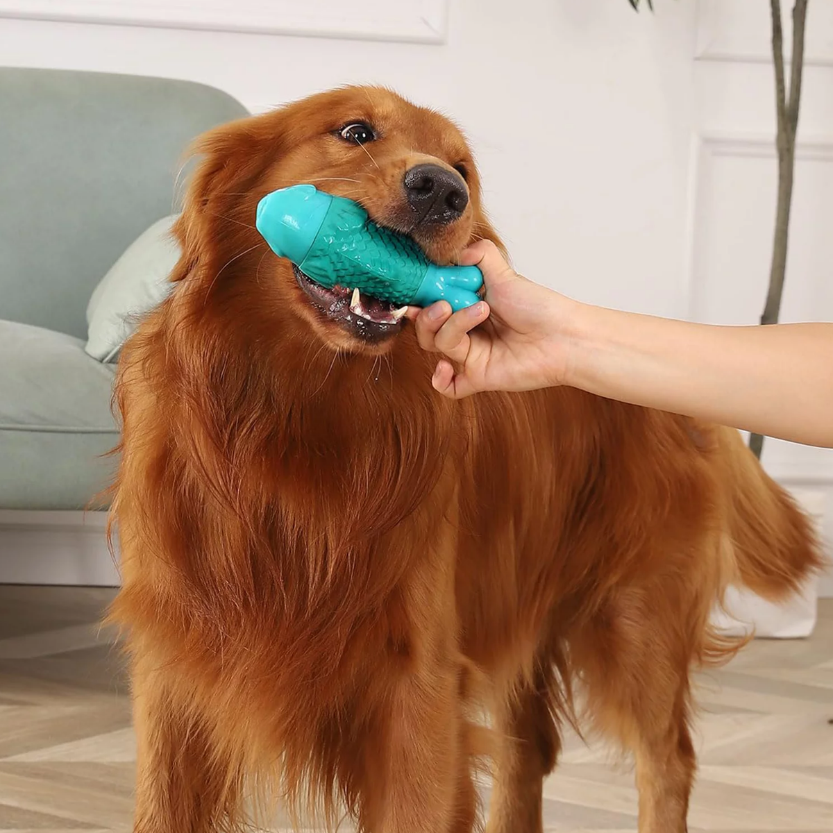 Squeaky Chew Toy for Large Dogs – Clownfish Rubber & Nylon, Beef Flavor