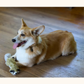 Raccoon Dog Toy – No-Stuffing 14" Squeaky Plush for Small & Medium Dogs