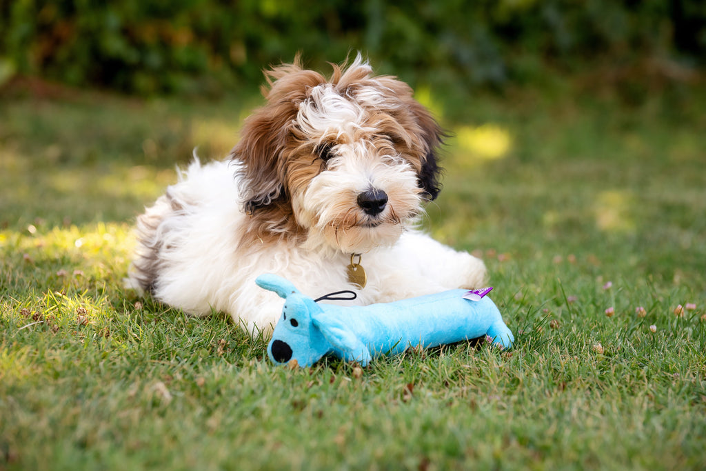 Plush Squeaky Dog Toys – photo 7